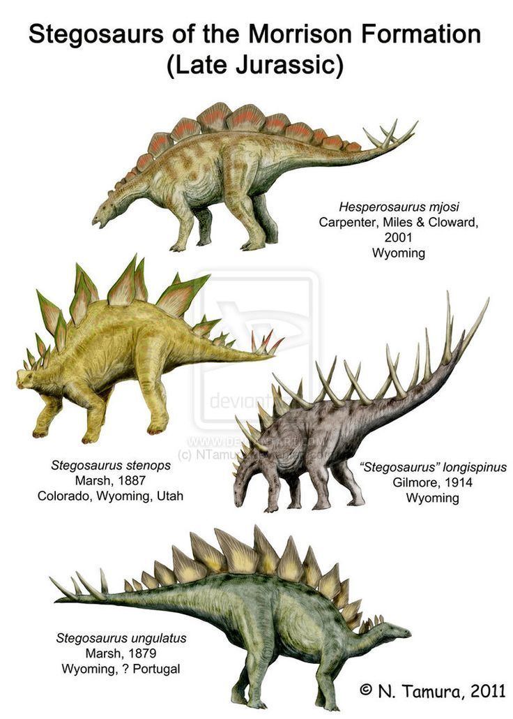 Stegosauridae 17 images about Dinosauricon S STEGOSAURIDAE on Pinterest
