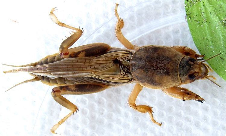 Steinernema scapterisci