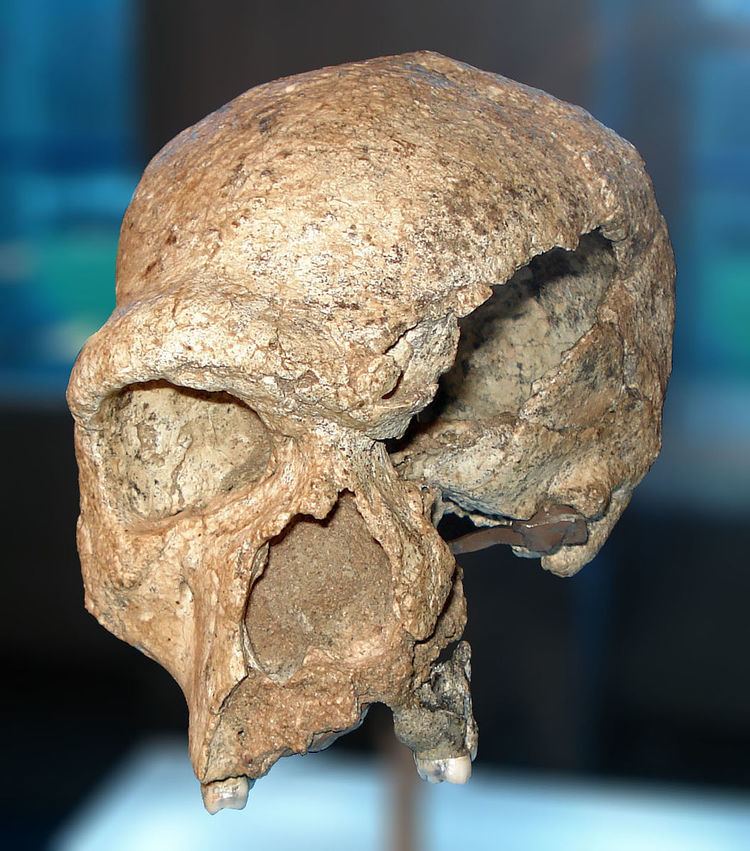 Steinheim skull