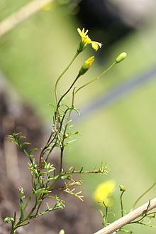Steirodiscus httpsuploadwikimediaorgwikipediacommonsthu