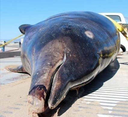 Stejneger's beaked whale Los Angeles Rare SaberToothed Whale Washes up on Venice Beach