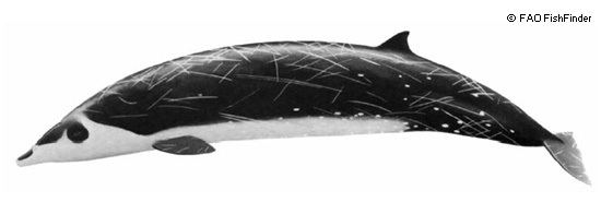 Stejneger's beaked whale Stejneger39s Beaked Whales Mesoplodon stejnegeri MarineBioorg