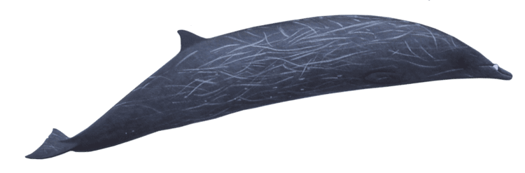 Stejneger's beaked whale Stejneger39s Beaked Whale