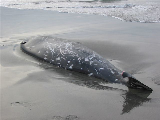 Stejneger's beaked whale lucaspaynephotography Photo Keywords beaked