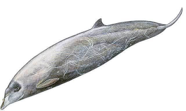 Stejneger's beaked whale The Beaked Whale Resource Stejneger39s Beaked Whale