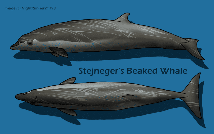 Stejneger's beaked whale Stejneger39s Beaked Whale by MorganMichele on DeviantArt
