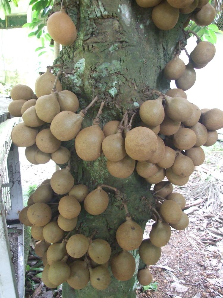 Stelechocarpus burahol httpsanthromefileswordpresscom200808dscf7