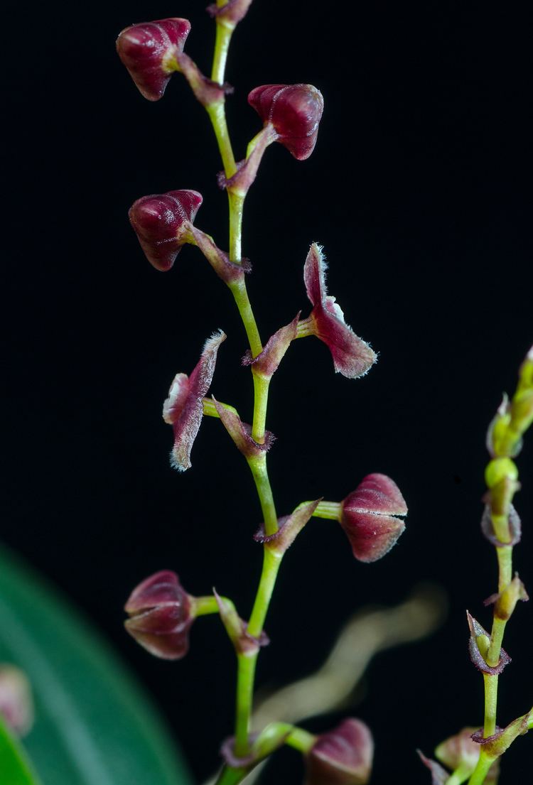 Stelis Stelis species Costa Rica Miniature orchids