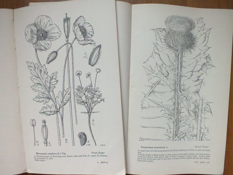 Stella Ross-Craig A botanical treasure in black and white National Botanic Garden