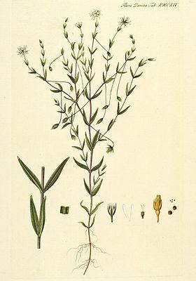 Stellaria crassifolia httpsuploadwikimediaorgwikipediacommonsthu