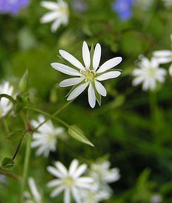 Stellaria Stellaria Wikipedia