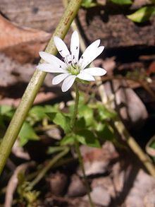 Stellaria flaccida httpsuploadwikimediaorgwikipediacommonsthu