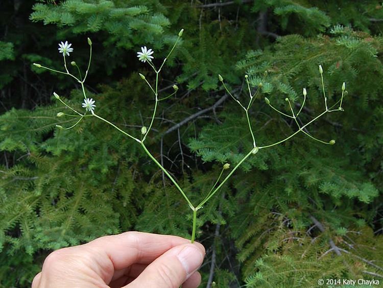 Stellaria graminea Stellaria graminea Lesser Stitchwort Minnesota Wildflowers