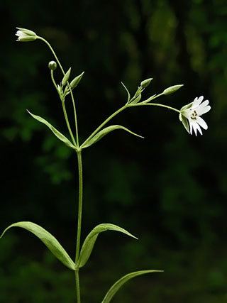 Stellaria holostea Greater Stitchwort Stellaria holostea Flowers NatureGate