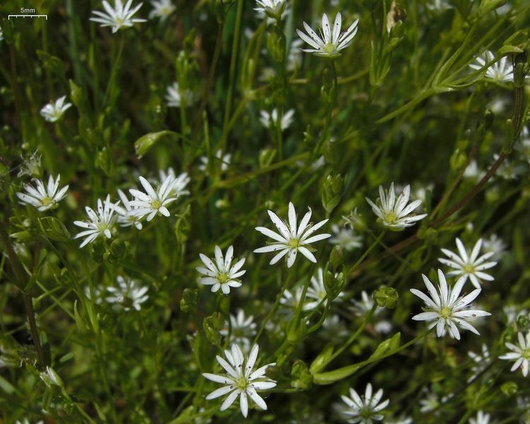 Stellaria longifolia - Alchetron, The Free Social Encyclopedia