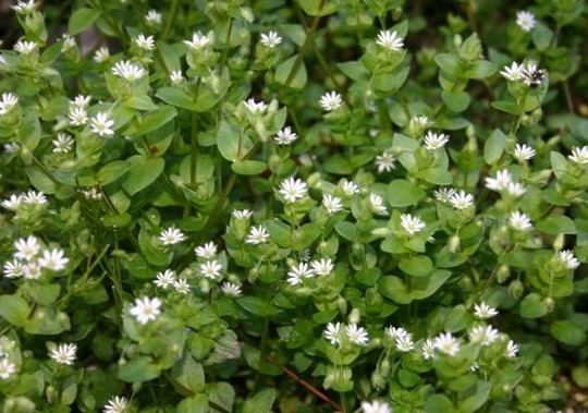 Stellaria media Chickweed Stellaria media ZHONG WEI Horticultural Products Company