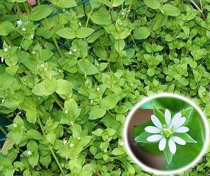 Stellaria media Chickweed Stellaria media weight loss skin problem tea tincture extract