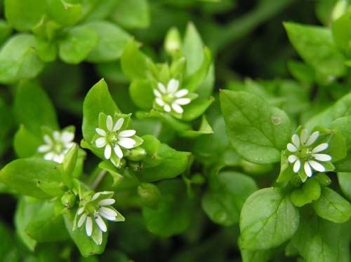 Stellaria media Chickweed Stellaria media