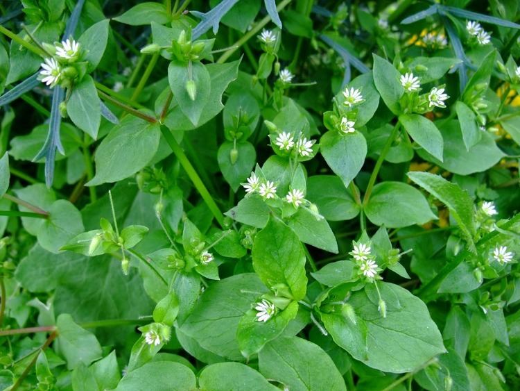 Stellaria media Benefits Of Chickweed Stellaria Media Herb For Health Tips