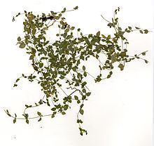 Stellaria obtusa httpsuploadwikimediaorgwikipediacommonsthu