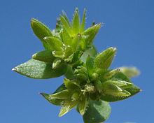 Stellaria pallida httpsuploadwikimediaorgwikipediacommonsthu