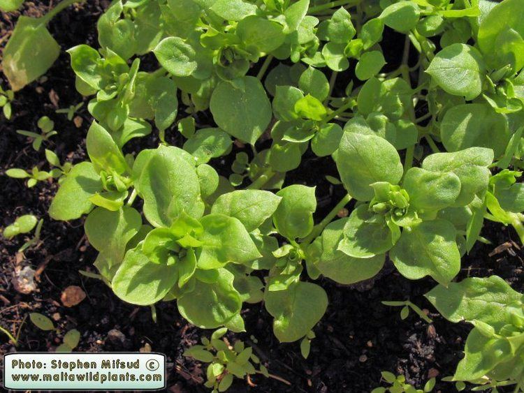 Stellaria pallida Wild Plants of Malta amp Gozo Plant Stellaria pallida Lesser