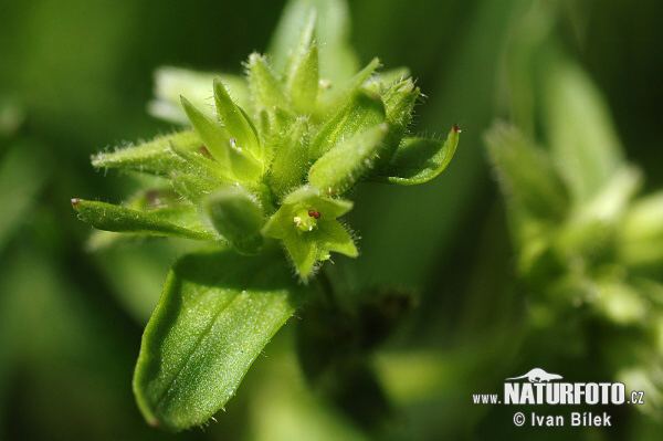 Stellaria pallida Stellaria pallida Pictures Stellaria pallida Images NaturePhoto