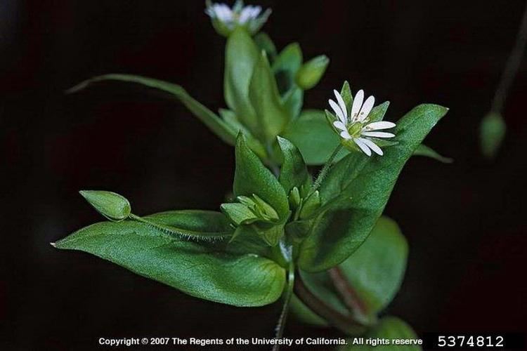 Stellaria pallida common chickweed Stellaria pallida Caryophyllales Caryophyllaceae