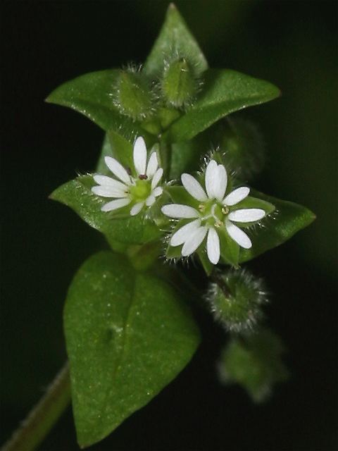 Stellaria pallida Stellaria pallida Blasse Vogelmiere Lesser ChickWeed Blekarv