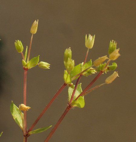 Stellaria pallida Wild Plants of Malta amp Gozo Plant Stellaria pallida Lesser