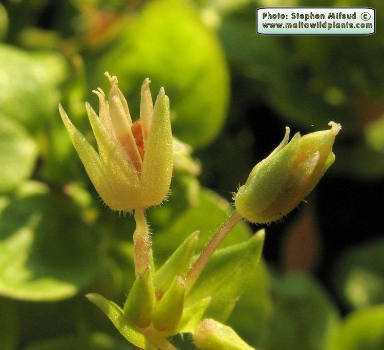 Stellaria pallida Wild Plants of Malta amp Gozo Plant Stellaria pallida Lesser