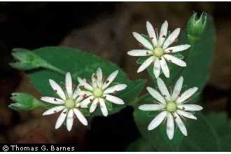 Stellaria pubera Plants Profile for Stellaria pubera star chickweed