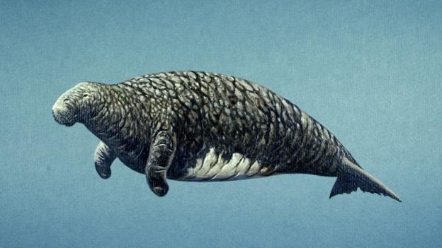 Steller's sea cow ichefbbcicoukwwfeatureslive624351imagesli