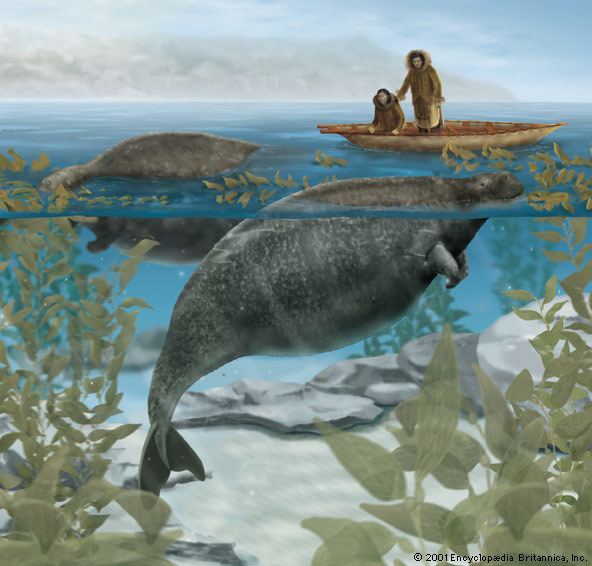 Steller's sea cow sea cow extinct mammal Britannicacom