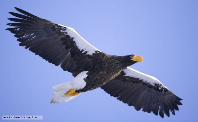 Steller's sea eagle BBC Nature Steller39s sea eagle videos news and facts