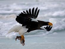 Steller's sea eagle httpsuploadwikimediaorgwikipediacommonsthu