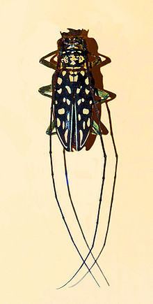 Stellognatha maculata httpsuploadwikimediaorgwikipediacommonsthu