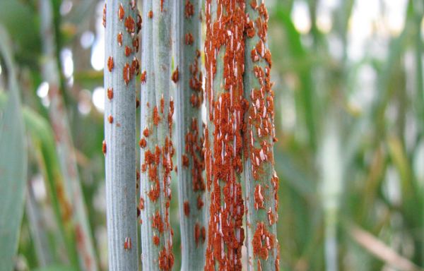 Stem rust Genes in wheat relatives help stave off stem rust Science News