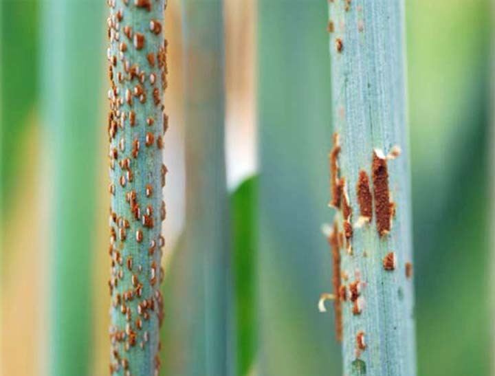 Stem rust Stem Rust and Barberry in the Pacific Northwest Wheat and Small