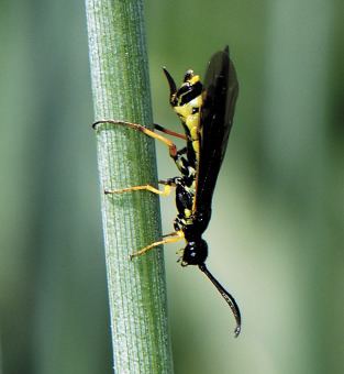 Stem sawflies Integrated Pest Management of Wheat Stem Sawfly in North Dakota