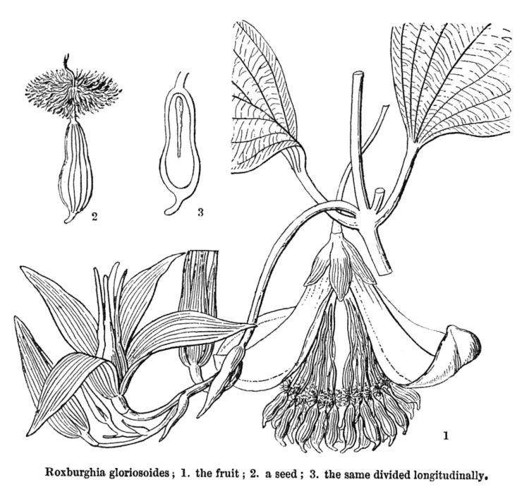 Stemonaceae Angiosperm families Stemonaceae Engl
