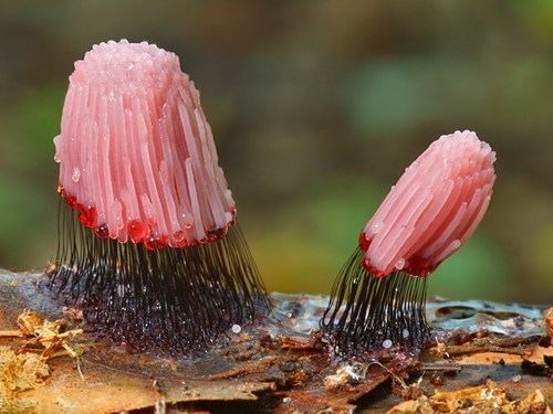 Stemonitis fusca Stemonitis Fusca a weird but amazing species of slime mold got