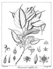 Stemonoporus cordifolius httpsuploadwikimediaorgwikipediacommonsthu