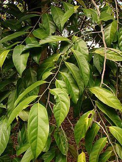 Stemonuraceae httpsuploadwikimediaorgwikipediacommonsthu
