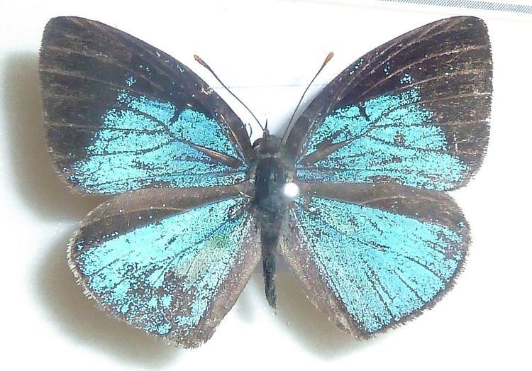 Stempfferia ciconia