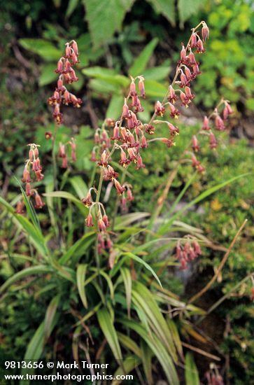 Stenanthium Stenanthium occidentale mountainbells Wildflowers of the Pacific