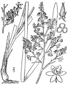 Stenanthium leimanthoides httpsuploadwikimediaorgwikipediacommonsthu