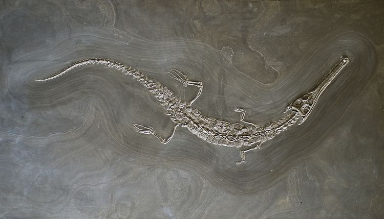 Steneosaurus Steneosaurus Wikipedia