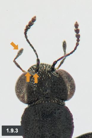 Steninae Staphylinidae of Eastern Canada and Adjacent United States Part 1