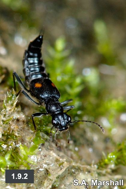 Steninae Staphylinidae of Eastern Canada and Adjacent United States Part 1